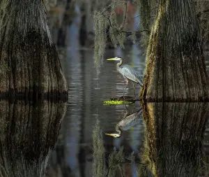 Conifer: Great blue heron among bald cypress trees, Caddo Lake