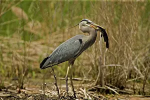 Bullheads: Great Blue Heron - With Bullhead in mouth