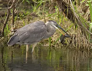 Catfishes: Great Blue Heron - catching and killing a walking