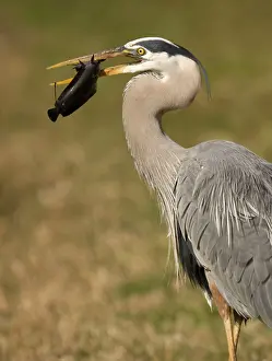 Catfishes: Great Blue Heron - catching and killing a walking