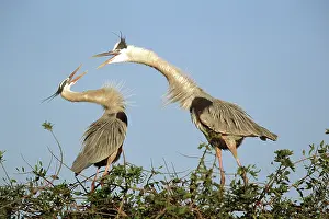 Herodias: Great blue heron courtship