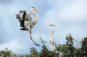 Herodias: Great blue heron courtship