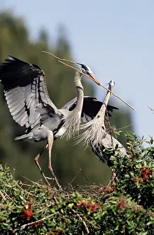 Herodias: Great Blue Heron Courtship