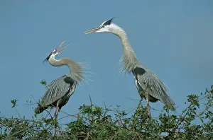Herodias: Great Blue Heron Courtship Display