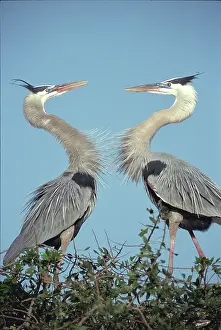 Herodias: Great Blue Heron Courtship Display