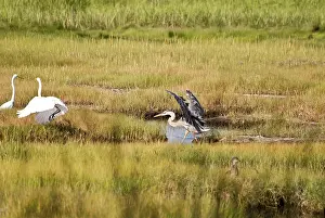Herodias: Great Blue Heron and Egrets