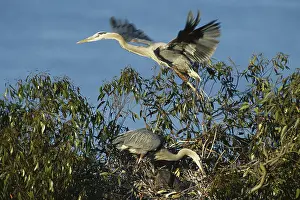 Mates: Great Blue Heron Family