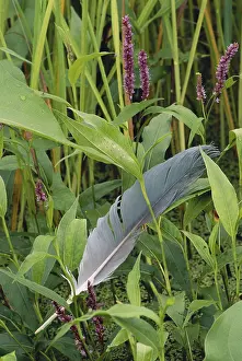 Barbs: Great Blue Heron Feather