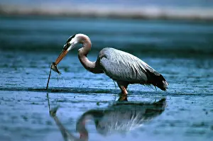 Herodias: Great Blue Heron Feeding