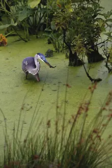 1991: Great Blue Heron with Fish