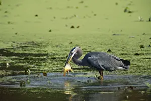 Spearing: Great Blue Heron with Fish