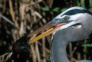 Spearing: Great Blue Heron with Fish