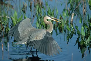 Catfish: Great Blue Heron with Fish