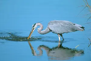 Spearing: Great Blue Heron Fishing