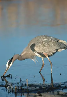 Huntington: Great Blue Heron Fishing