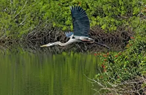 Lisa Svedberg: Great Blue Heron - in flight