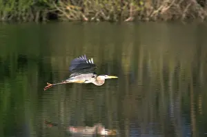 Herodias: Great blue heron in flight