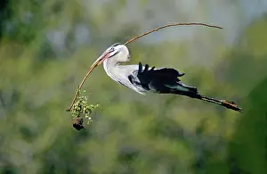 Herodias: Great Blue Heron flying with nesting material