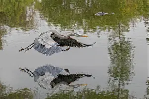 Ardea: Great blue heron flying with reflection, Merritt
