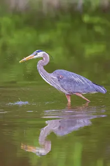 Daybreak Imagery: Great blue heron hunting crayfish in wetland, Marion County