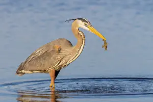 Daybreak Imagery: Great blue heron hunting crayfish in wetland, Marion County