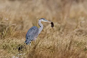 Voles: Great Blue Heron - hunting voles in winter field