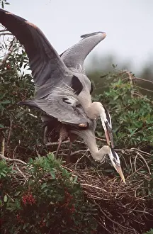 B Moose Peterson: GREAT BLUE HERON - mating