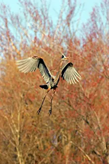 Chequamegon: Great Blue Heron, Nest-building