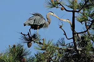 Giving: Great Blue Heron with nest material