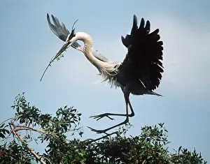 B Moose Peterson: GREAT BLUE HERON - with nest material in beak