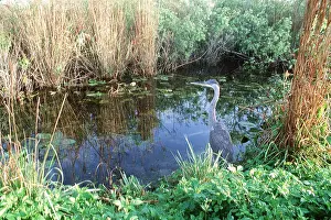 Everglades: GREAT BLUE HERON - by pond