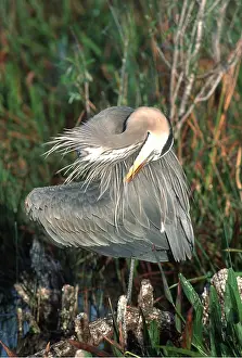 Preening: GREAT BLUE HERON - preening