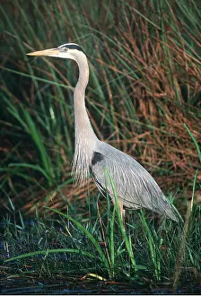 Everglades: GREAT BLUE HERON - profile