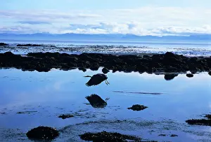 Tidepools: Great Blue Heron over Tidepools