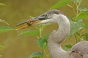 Herodias: great blue heron, Virginia, with crayfish