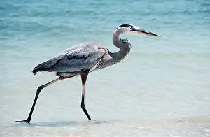 Maureen Brown: GREAT BLUE HERON - walking along sandy beach