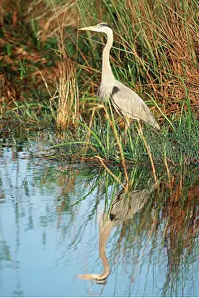 Everglades: GREAT BLUE HERON - at waters edge