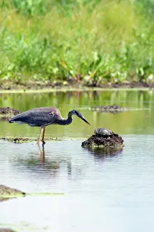 Chrysemys: Great Blue Heron &Western Painted Turtle