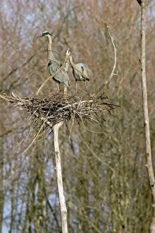 Chequamegon: Great Blue Herons