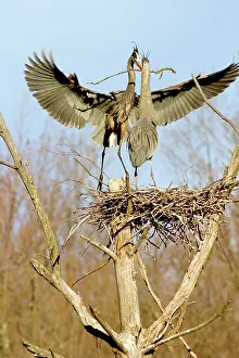 Chequamegon: Great Blue Herons