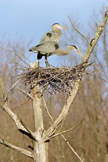 Chequamegon: Great Blue Herons