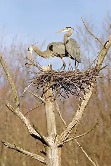 Chequamegon: Great Blue Herons