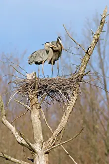 Chequamegon: Great Blue Herons