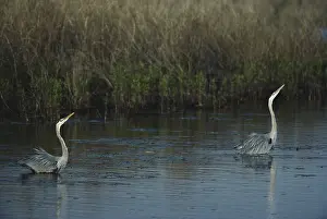 Mates: Great Blue Herons Displaying
