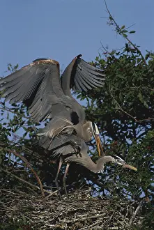 2001: Great Blue Herons Mating