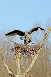 Copulate: Great Blue Herons Mating