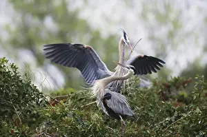 Mates: Great Blue Herons Nesting