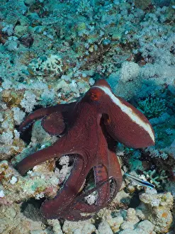 Octopus: Great Blue Octopus (Octopus cyaneus), Dive Site House Reef M