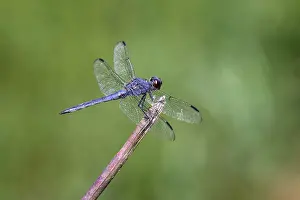Kentucky: Great blue skimmer dragonfly, Kentucky