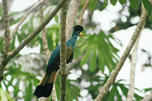 Turacos: Great Blue Turaco